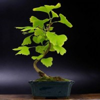 ginkgo-biloba-bonsay