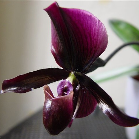 Орхидея пафиопедилум Black