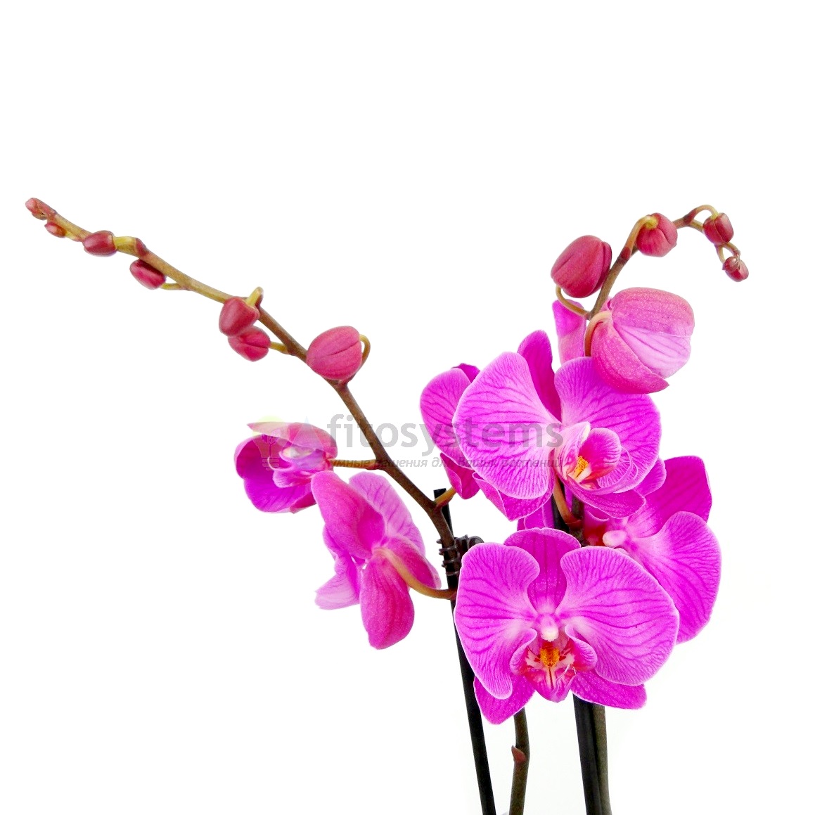 Орхидея фаленопсис бомбей 2 ствола 65 см