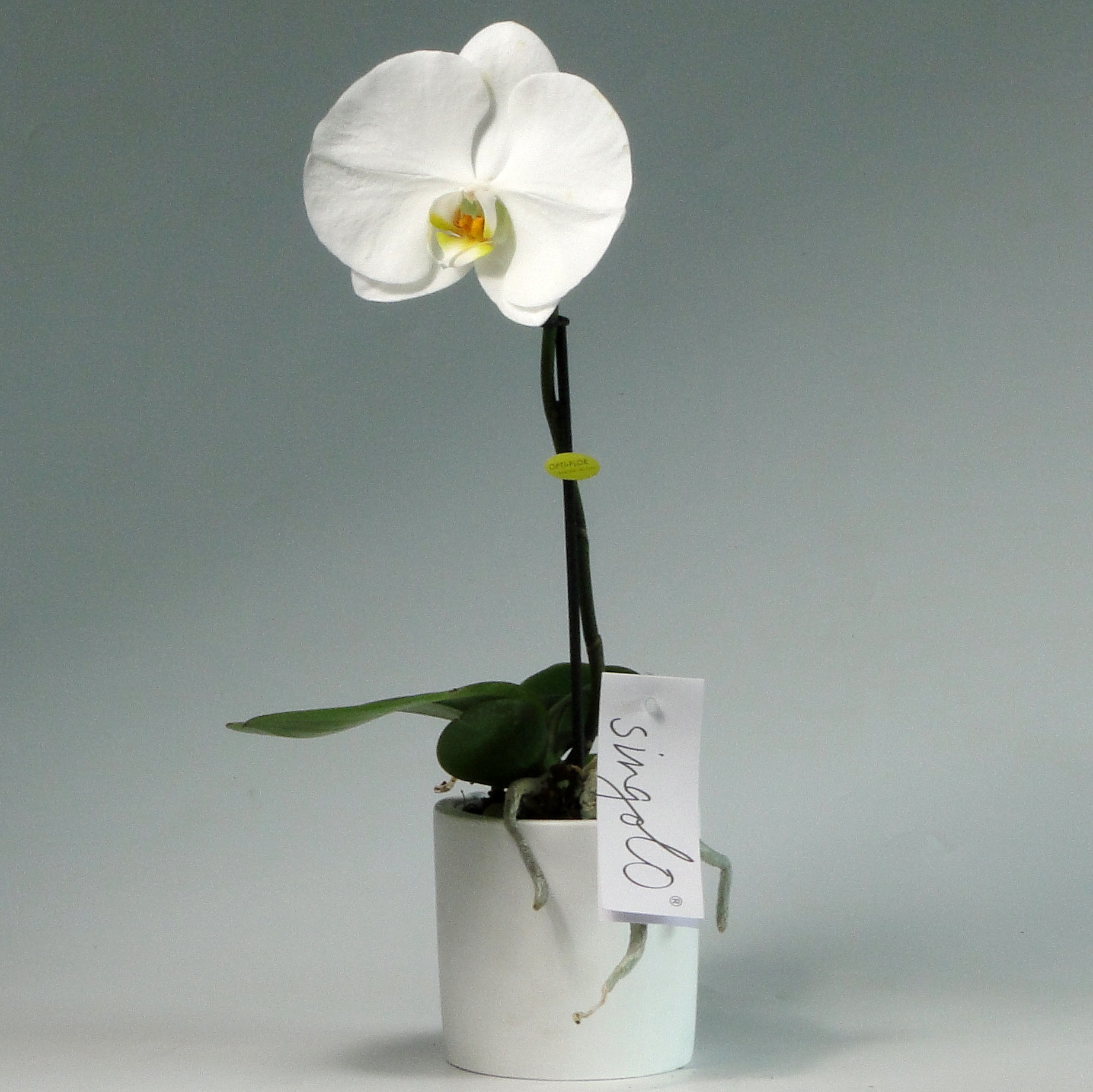 Орхидея фаленопсис синголо белая