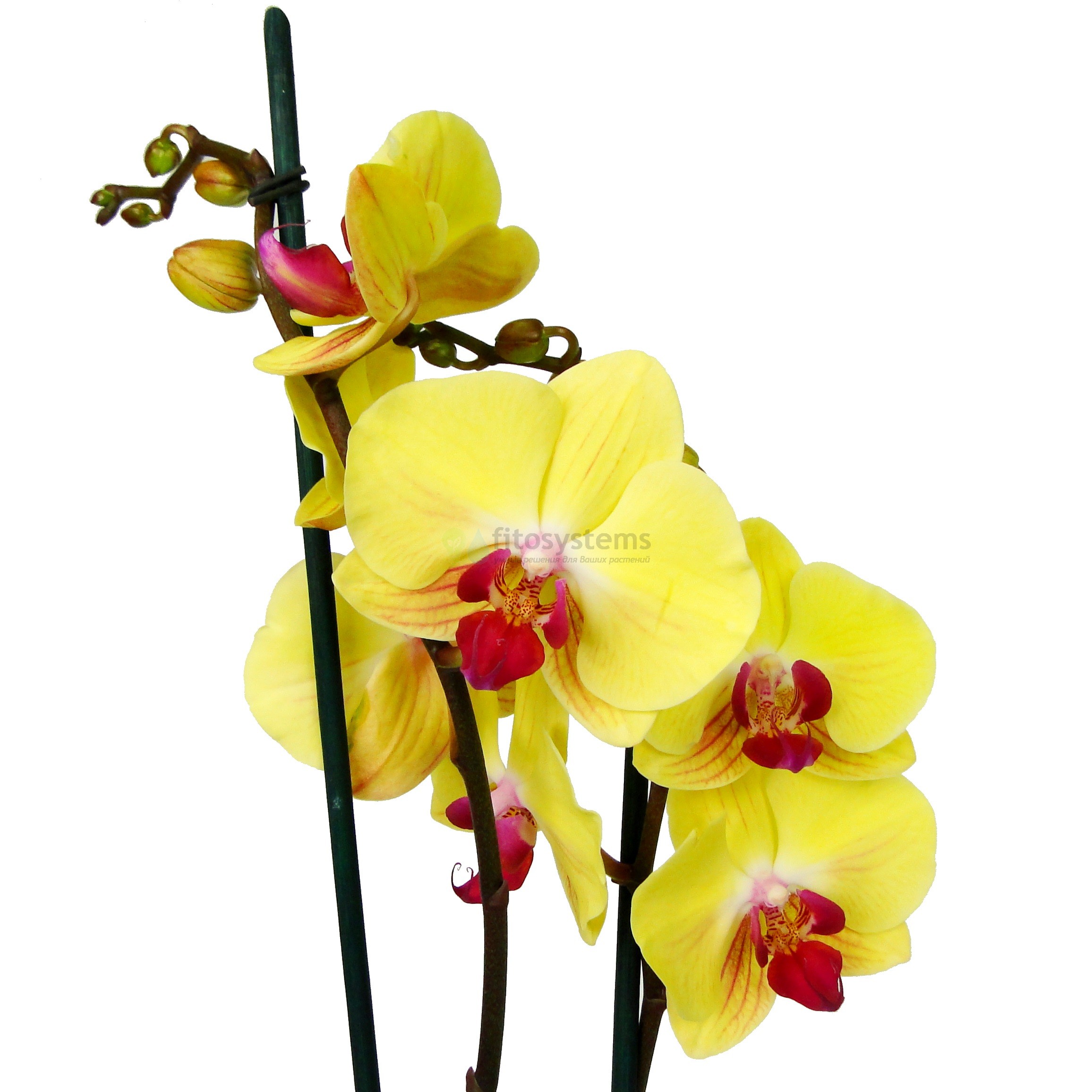Орхидея фаленопсис Yellow Beauty