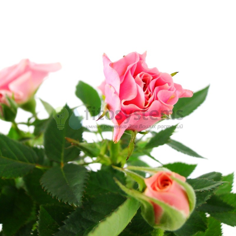 Роза Кордана светло-розовая