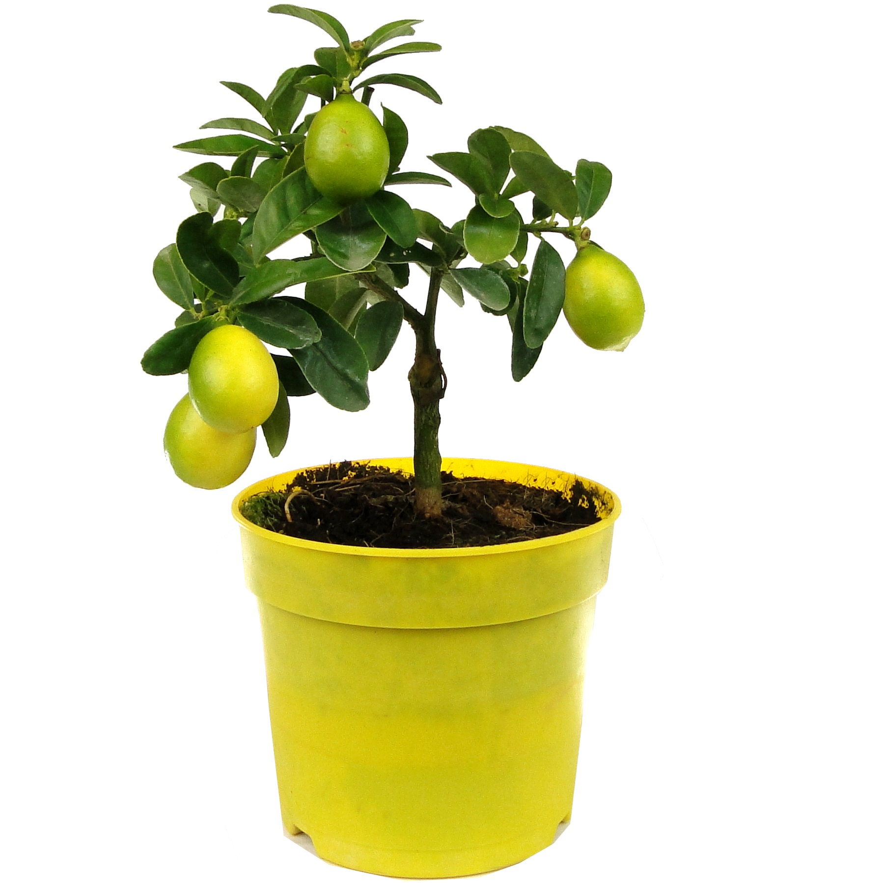 Цитрус Лимон штамбовый 25 см