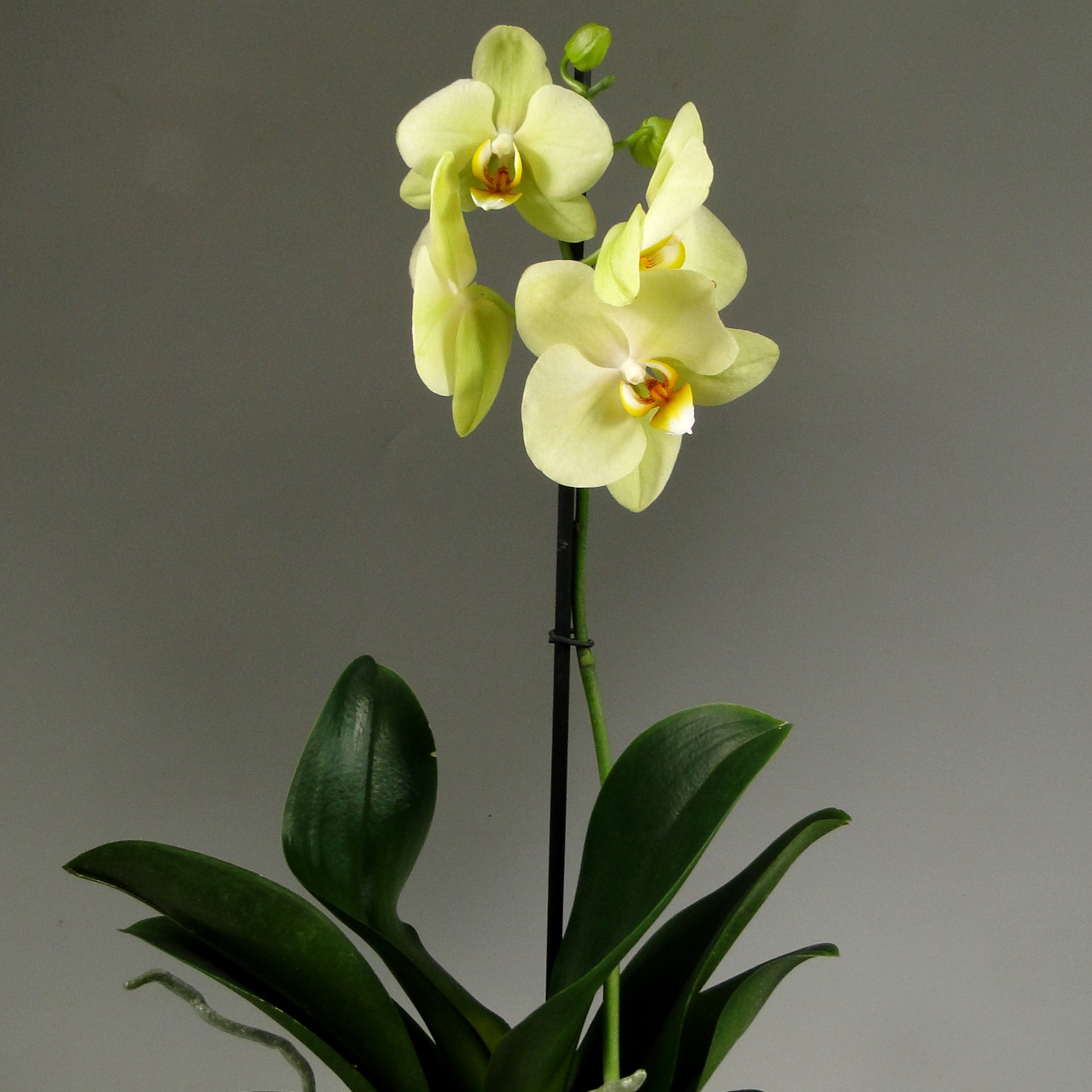Орхидея фаленопсис Amadeus