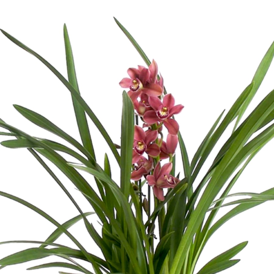 Орхидея цимбидиум темно-розовый