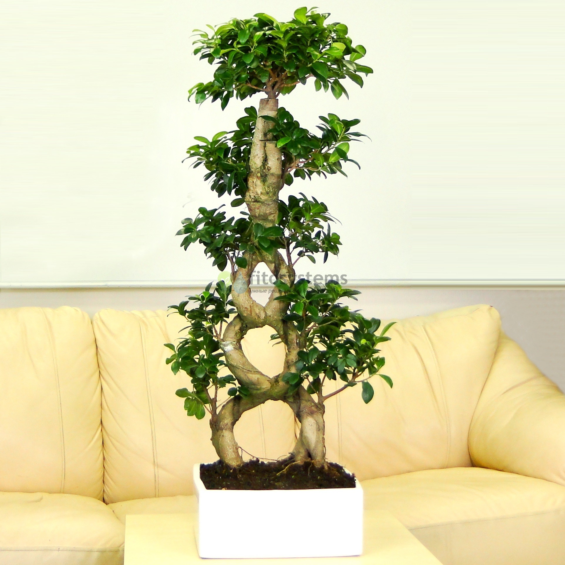 Tree buy. Фикус бонсай. Фикус Бенджамина микрокарпа. Фикус микрокарпа бонсай. Фикус Бенджамина бонсай.