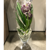 Орхидея ванда микс в стекле шампань