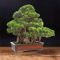 9f778c13-b19d-4da7-a231-364e0aa5954c