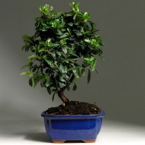 Bonsai_piracantha