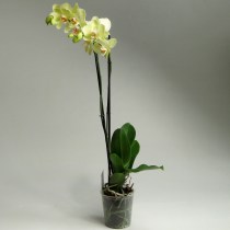 Орхидея фаленопсис лайм 80 см 2 ствола