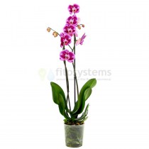 Орхидея Фаленопсис Пиано