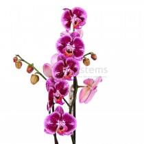 Орхидея Фаленопсис Пиано