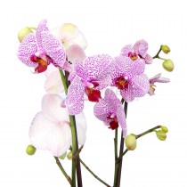 Орхидея фаленопсис Спиккель