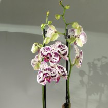 Орхидея фаленопсис Angel Voice