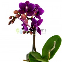 Орхидея фаленопсис мини Sogo Yenlin