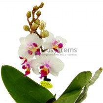 Орхидея фаленопсис мини Bro Pico Sweet