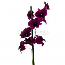 Орхидея Дендробиум Блек