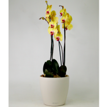 Орхидея YELLOW BEAUTY в Lechuza Classico