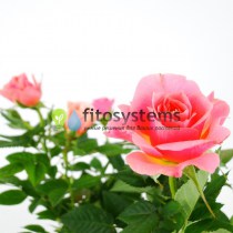 Роза Кордана светло-розовая