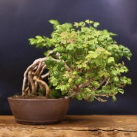 DSCF1685