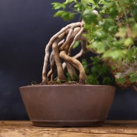 DSCF1686