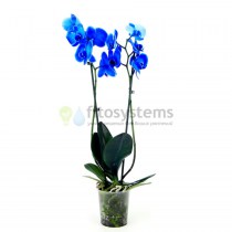 Орхидея фаленопсис королевский голубой