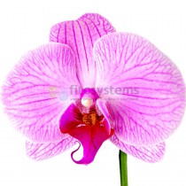 Орхидея фаленопсис страйп