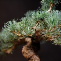 IMG_1196