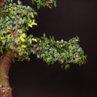 IMG_1601