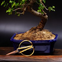 Бонсай крассула «Дерево богатства» 35 см