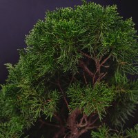 IMG_4798