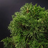 IMG_4829
