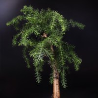 IMG_5013