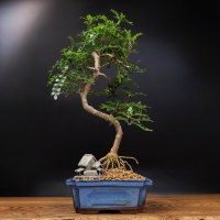 Бонсай Зантоксилум «Веер в руке» 50 см