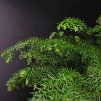 IMG_5298