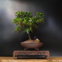 Столик-подставка для бонсай 30 см