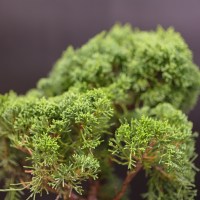 IMG_57688