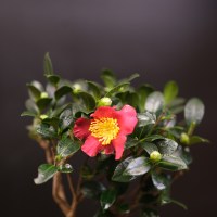 IMG_5812