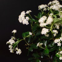 IMG_6577