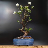 Бонсай яблоня вишневидная