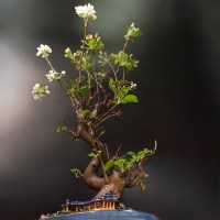 Бонсай яблоня вишневидная