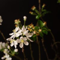 Бонсай яблоня вишневидная