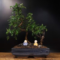 Бонсай Зантоксилум «Веер в руке» 50 см