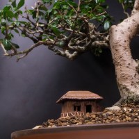 Бонсай Кармона «Воздушный змей»