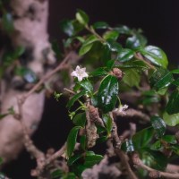 Бонсай Кармона «Воздушный змей»