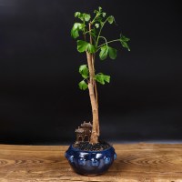 Бонсай Гинкго Билоба 50 см