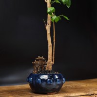 Бонсай Гинкго Билоба 50 см