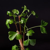 Бонсай Гинкго Билоба 50 см