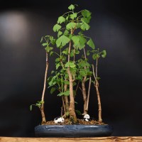 Бонсай Гинкго Билоба 50 см