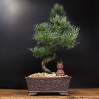 Бонсай сосна «В ожидании чуда» 36 см